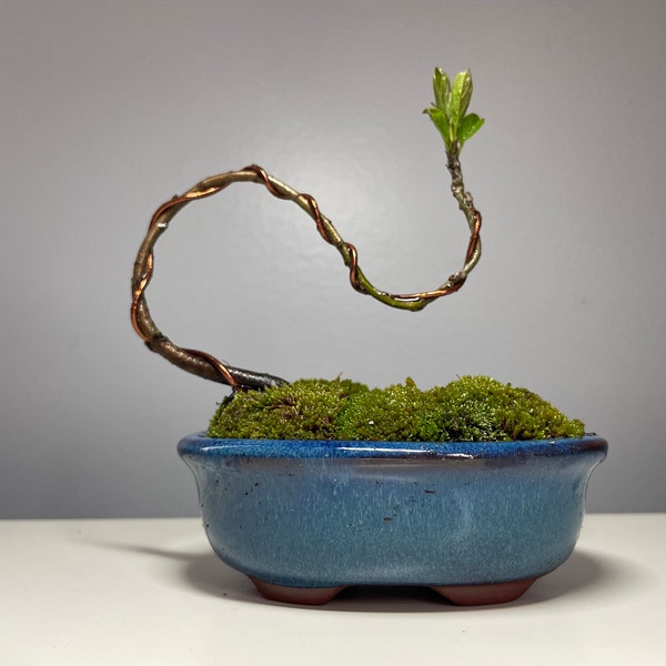 Bonsai Mame | wild tree sprout