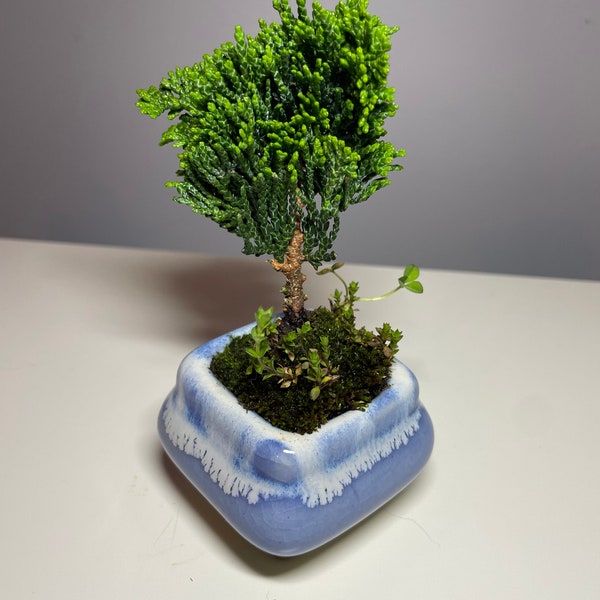 Bonsai Mame | 3 y.o dwarf Hinoki cyress, live plant