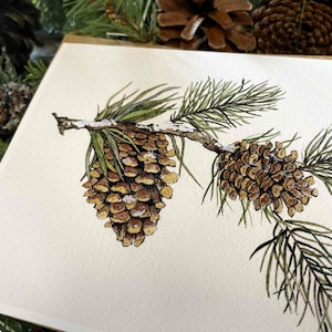 Pine Branch and Pinecones - Blank Greeting Card With Kraft Envelope ...