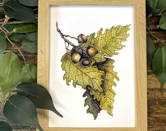 Oak Leaves and Acorns Watercolor Art Print: Woodland Decor