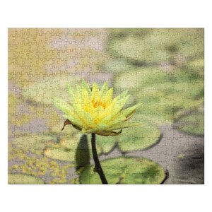 Water Lily Blooms with Lily Pads Jigsaw puzzle