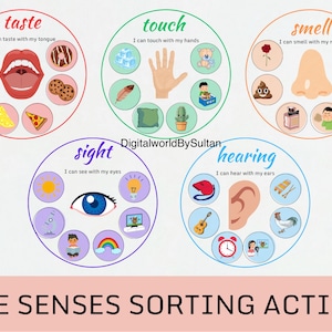 Five Senses Sorting Activity, 5 Senses Classification Game, Preschool ...