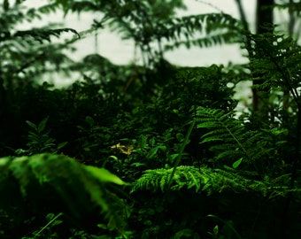 May include: A close-up of lush green ferns and foliage in a forest setting. The ferns are in focus, while the background is blurred.