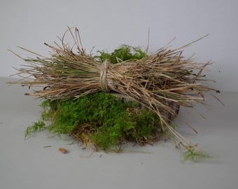 PODŁOŻE DO TERRARIUM | pudełko z igłami sosnowymi, rośliny kwasolubne, wiwarium, żywy mech,