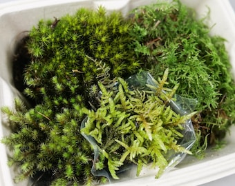 Mixed Mosses, Decor, Terrarium, Craft, Live Moss, Plants, fern moss, thuidium spp, sheet moss, terrestrial moss, terrarium decor, mossarium