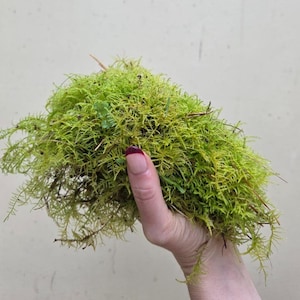 Premium Fern Moss Clumps for Terrarium, Paladrium, Vivarium, easy care, beginner friendly
