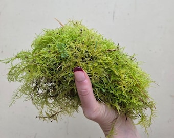 Premium Fern Moss Clumps for Terrarium, Paladrium, Vivarium, easy care, beginner friendly