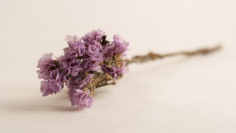 May include: A bouquet of dried lavender flowers with a light purple hue. The flowers are arranged in a cluster and have a delicate, wispy texture.