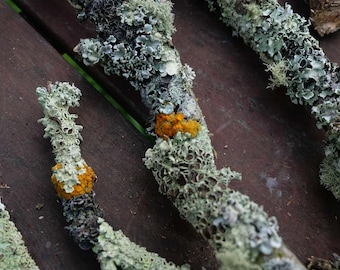 Large Lichen Sticks Box, Terrarium, Indoor Scape, Landscaping, Decor, Interior Styling, Home, Enclosure