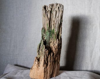 NATURAL PINE SCAPES | Large | Craft| Decorative Wood | Air Plants Mount | Arid Terrarium | Moss | Moss Mounts | Medium