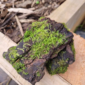Moss Covered Bark Pine | Decor | Terrarium | Isopods