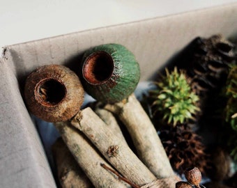 Australian Bush Discovery Box | Decor | Craft