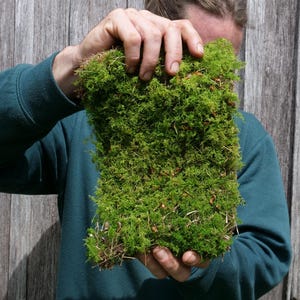 Premium Fern Moss Sheet for Terrarium, Paladrium, Vivarium, easy care, beginner friendly