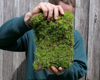 Lámina de musgo de helecho de primera calidad para terrario, paladrium, vivario, fácil de cuidar, ideal para principiantes.