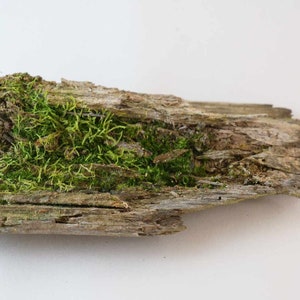 May include: A piece of weathered driftwood with green moss growing on it.