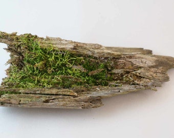 Moss Covered Bark Pine | Decor | Terrarium | Isopods | Home Decoration