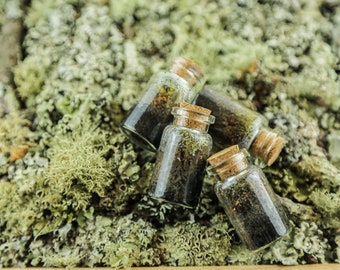 Miniature Moss Closed Terrarium | Mini Glass Bottle | Indoor Plant