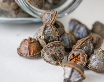 Eucaluptus Sessilis Seed Pods | Box of Discovery | Craft | Kids Play | Decor | Rustic Home Display