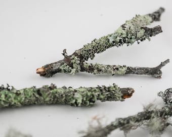 Lichen Twigs and Branches Various Sizes Natural Terrarium or Craft