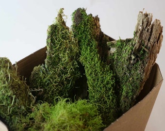 Mossy Bark Box | Terrarium | Decor | Starter Pack | Landscaping Kit