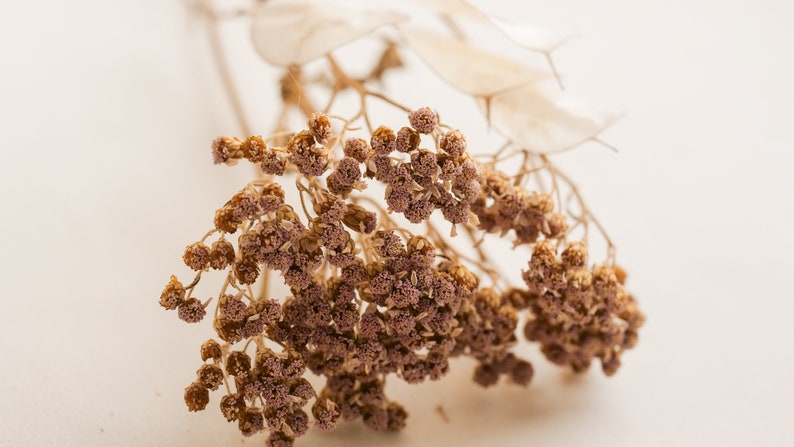 May include: Dried flower bouquet with brown and purple flower heads and thin stems.