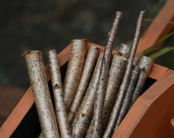 Decorative Cherry Stick Bundle | 20cm Lengths | Decor |