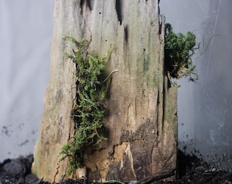 Distressed Pine Terrarium Scape | Isopod | Wood | Bark | Pine Pieces | Craft