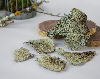 Lichen Sheets, Płatki, Skorupki, terrarium, robienie świec | Rękodzieło | Naturalny wystrój | prezent, osobliwości, ciekawostki, projekt naukowy