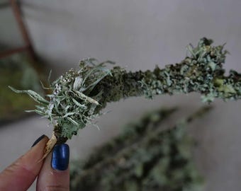 Box Frilled Lichen Twigs | Terrarium, enclosures, reptile house, home decor, interior styling, craft