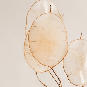 May include: Three delicate, translucent, beige-colored seed pods with brown stems against a light beige background.