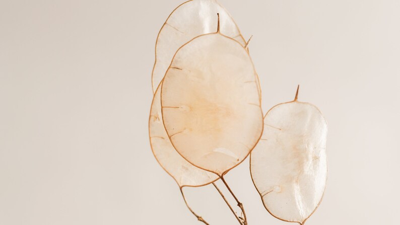 May include: Three delicate, translucent, beige-colored seed pods with brown stems against a light beige background.