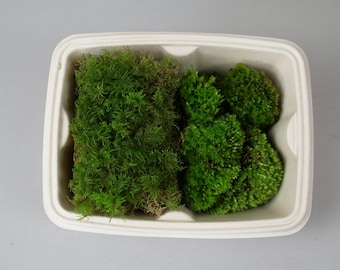 Mixed Moss and Lichen Stick Bundle | Terrarium Supplies