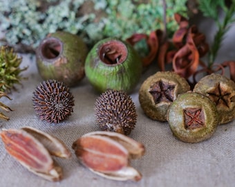 Decorative Forest Box | Aussie Bush Finds for Craft | Seed Pods | Live Moss |Lichen | Gum Nuts