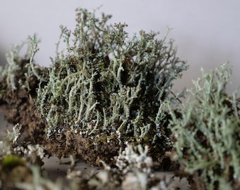 Reindeer Lichen Clumps | Live Terrarium Moss
