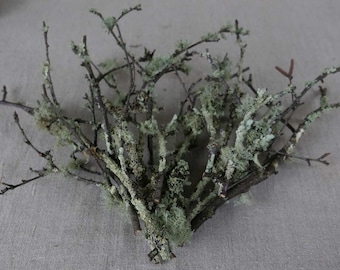 Lichen Twigs Box (Thin branches) (7cm-20cm | Natural Terrarium or Craft