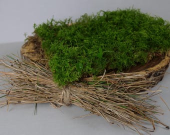 MOSS SQUARE + SUBSTRATE | terrarium kit, pine needles, mulch, acid, live moss, natural terrarium, closed terrarium, vivarium, indoor plants