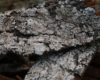 White Lichen Oak Bark | Terrarium, Vivarium Hardscape