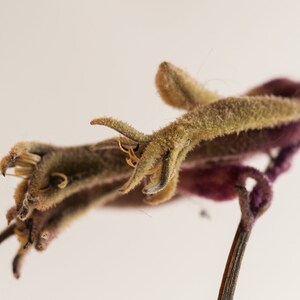 May include: Close-up of a dried flower with a fuzzy, light brown stem and a purple, curled base. The flower has a claw-like shape with several thin, pointed petals.