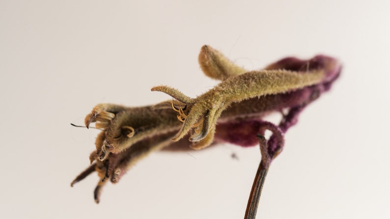 May include: Close-up of a dried flower with a fuzzy, light brown stem and a purple, curled base. The flower has a claw-like shape with several thin, pointed petals.