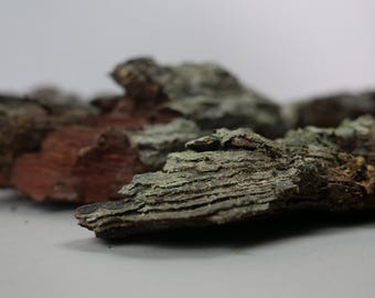 Pine Bark Hardscape | Terrarium & Vivarium Decor