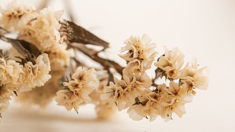 May include: A cluster of dried, cream-colored flowers with delicate, ruffled petals. The flowers are arranged on a thin, brown stem.