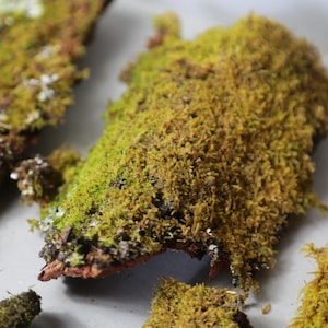 May include: Close-up of three pieces of preserved moss on a white background. The moss is a vibrant green colour and has a soft, velvety texture.