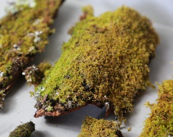 Mixed Live Moss Bark Box | Terrarium Decor, indoor plants, lichen, moss, mini garden