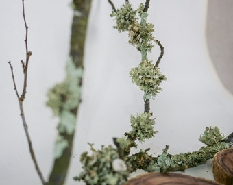 Decorative Lichen-Covered Branches | Set of 5 | Floral Arrangements and Large Terrariums | Decor | Home