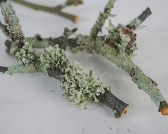 Mossa- och lavpinnelåda | Terrariumtillbehör för skogsbruk, terrarium, vivarium, krukväxter
