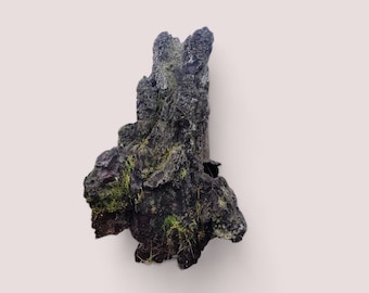 Large Pine Bark Hardscape | Terrarium | Plant Decor | Natural Wood | Aquarium