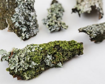 Lichen Bark Box | Natural Terrarium | Craft | Art