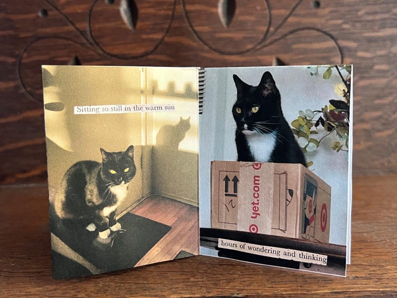 May include: A black and white cat sitting in a sunbeam with the text "Sitting so still in the warm sun". The cat is looking at the camera. The second page of the book shows a black and white cat sitting on a cardboard box with the text "yet.com" and "hours of wondering and thinking".