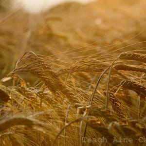 Golden barley field, Waterford, Ireland. Not unlike us, every successful harvest needs patience, nurture, water and sunlight. Unfiltered