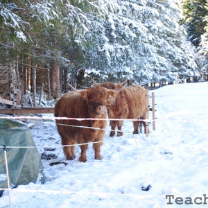 Mucche Highlander in inverno, Austria. Impara a distinguere la vera ostilità dal "muso di una bestia a riposo". Fotografia senza filtri.